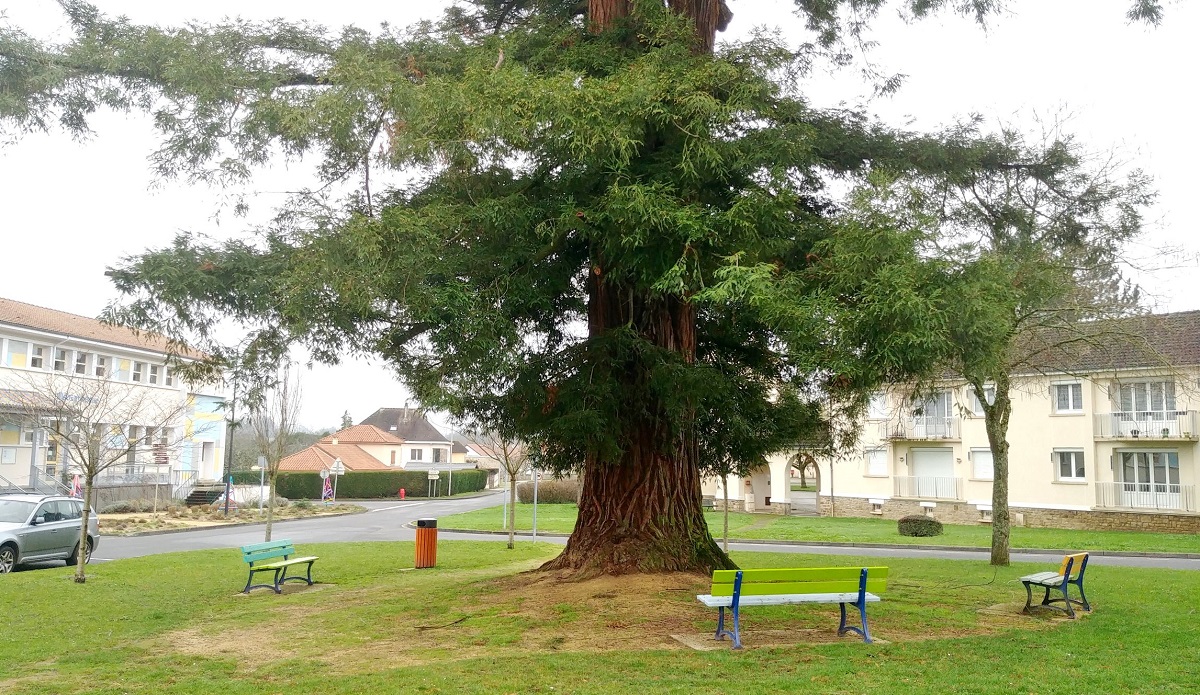 Séquoia sempervirens