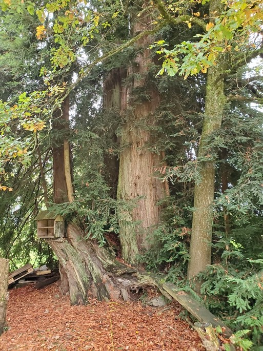 Séquoia sempervirens