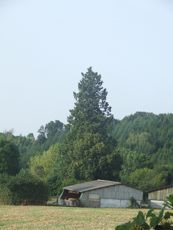 Séquoia géant à Rougnat