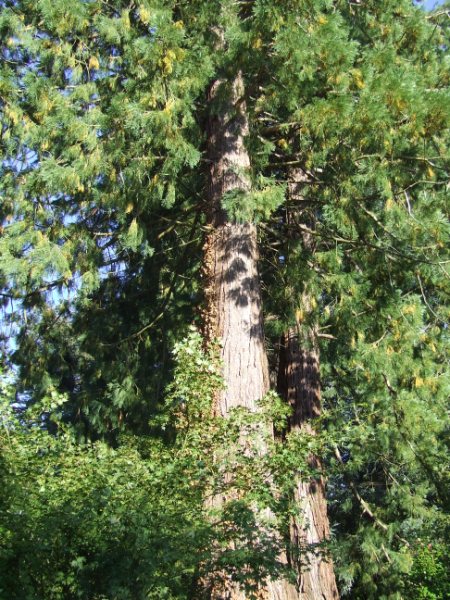 Sequoiadendron giganteum