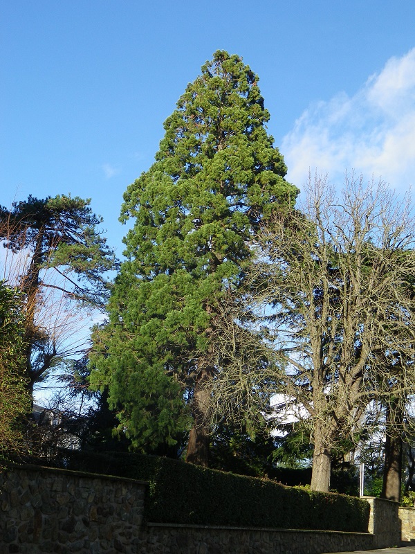 Séquoia géant à Angers