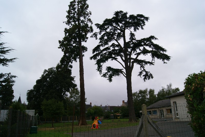 Séquoia géant cour de l'école Ste Thérèse