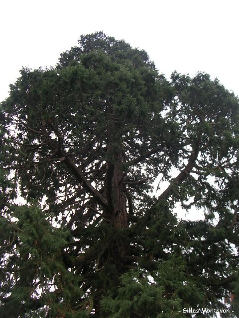 Cime du séquoia géant 