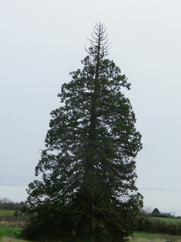 Séquoia géant à Brigné