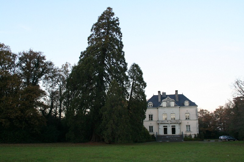 Séquoia géant au Château de la Fleuriaye