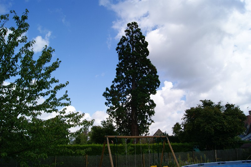 Séquoia géant à Cerans Foulletourte rue du vieux bourg