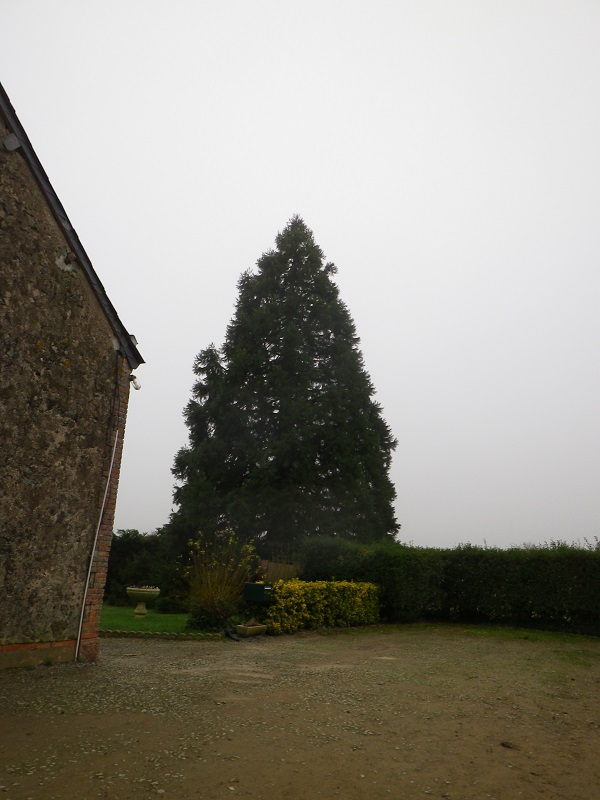 Séquoia géant à Chanzeaux