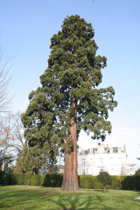 Séquoia géant à Cholet © Christophe Blanchard