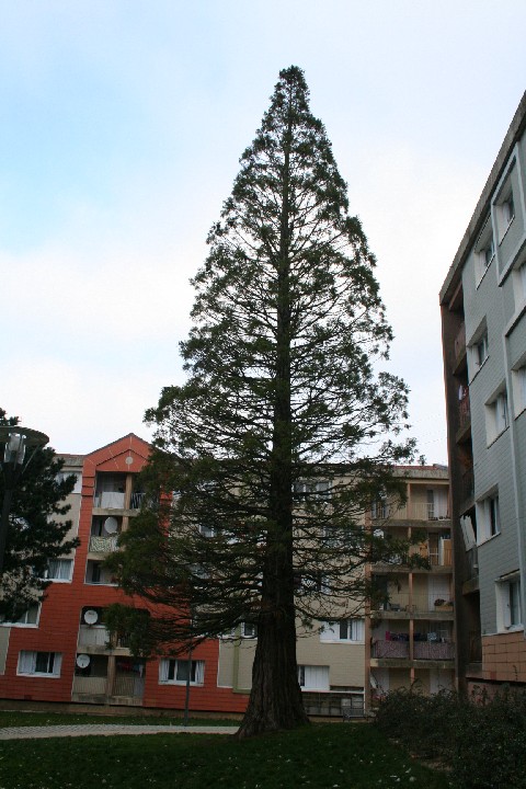 Séquoia géant à Cholet cité Laurent Bonnevay
