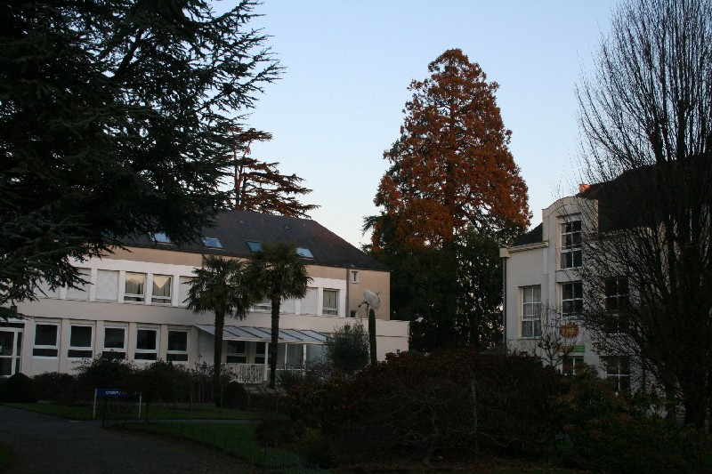 Séquoia géant au lycée de la Providence