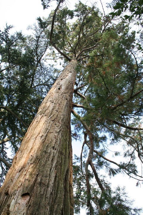 Séquoia géant à Cholet au parc Turpault