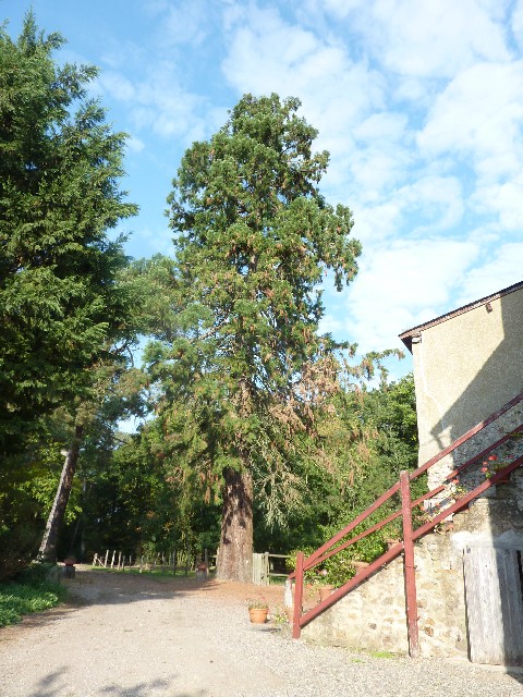 Séquoia géant à Entrammes