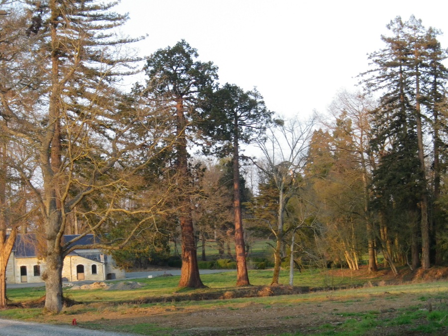 Séquoias géants à Faye d'Anjou