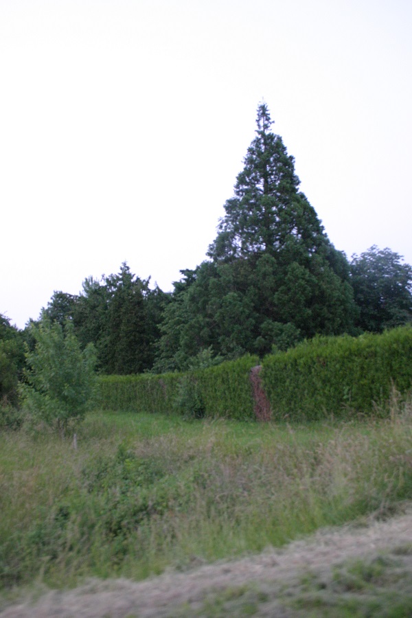 Séquoia géant à Lhomme