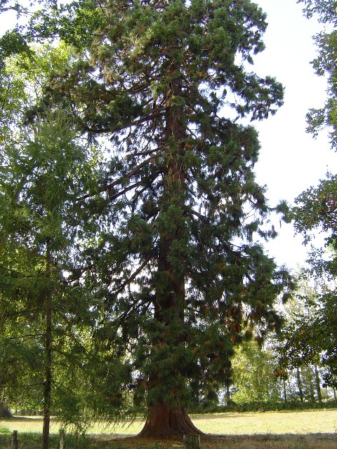 Séquoia géant à Juillé
