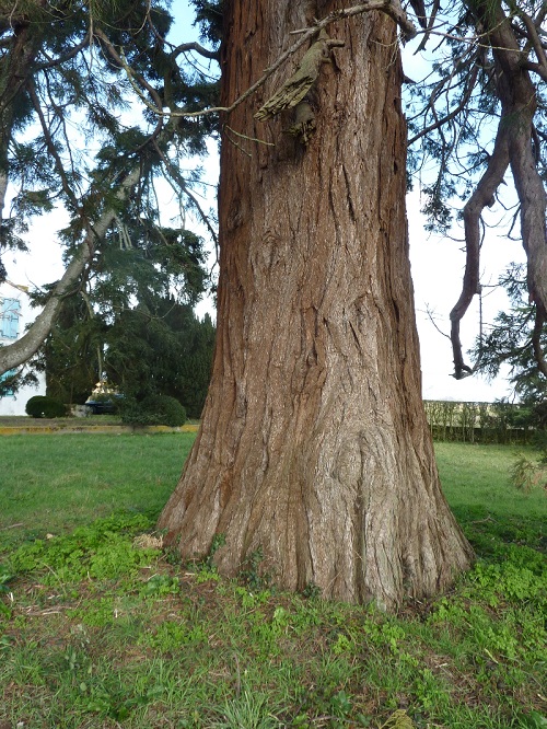 Séquoia géant de 5m92 de circonférence