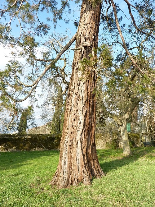 Séquoia géant de 3m70 de circonférence