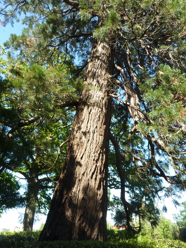Séquoia géant 5m70
