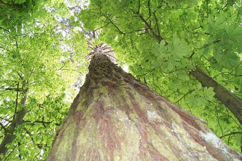 Séquoia géant à la Ferté Bernard