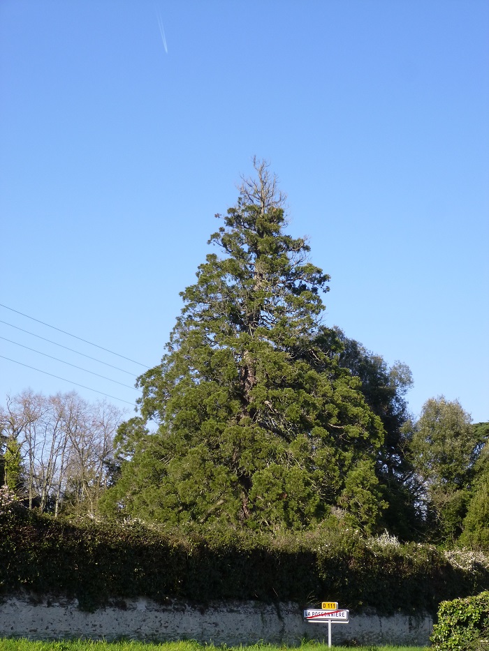 Séquoia géant à La Possonnière