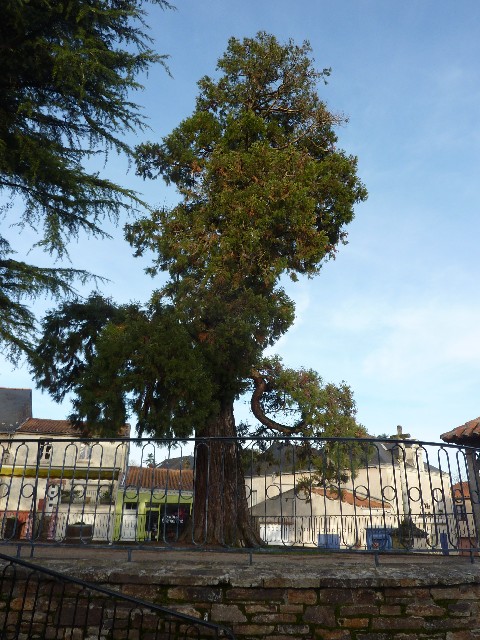Séquoia géant à Le Cellier