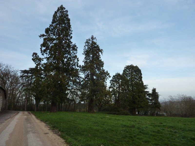 Séquoias géants au Château de Clermont