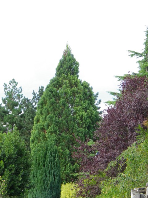 Jeune séquoia géant 