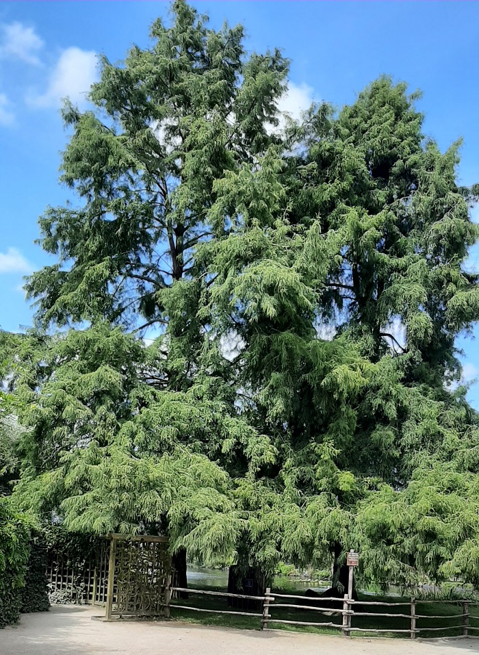 metasequoia