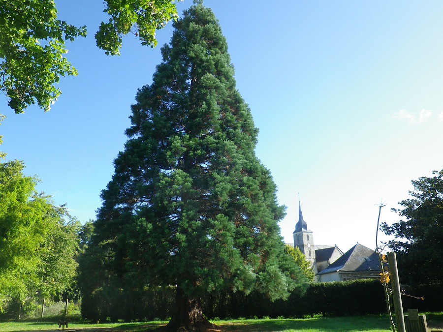 Séquoia géant à Louerre
