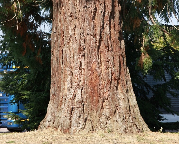 Séquoia géant à Marolles les Braults