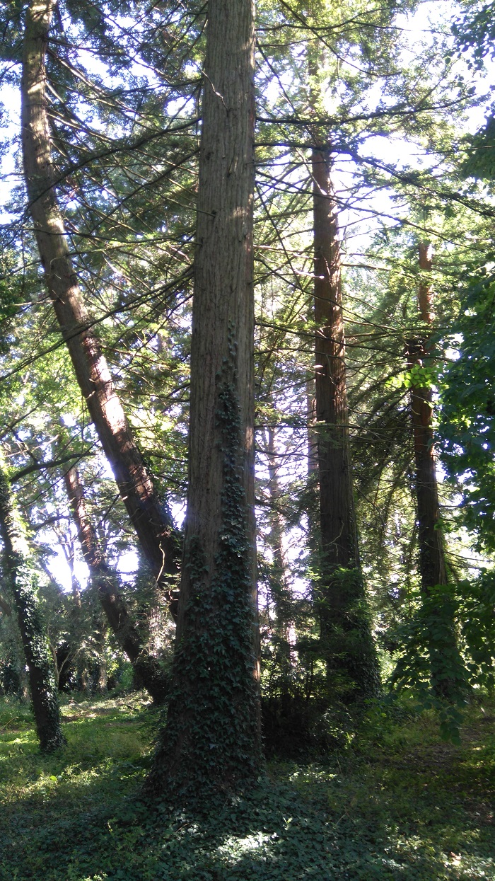 Séquoias