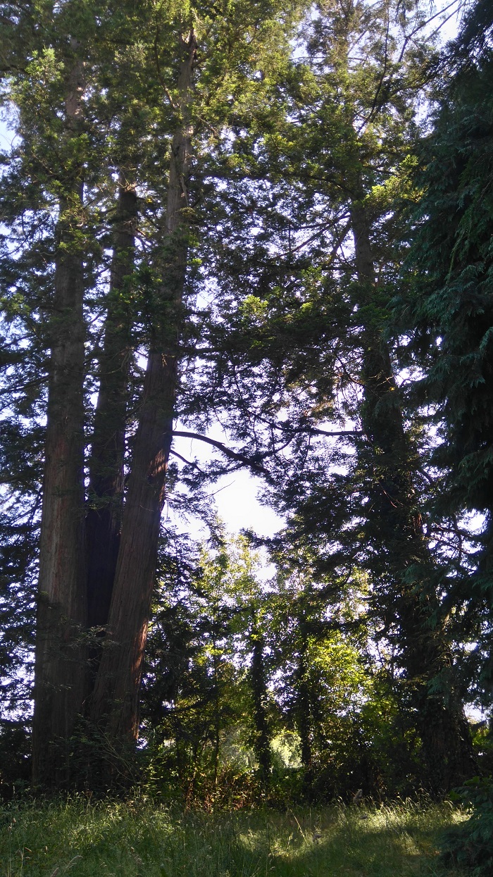 Séquoias