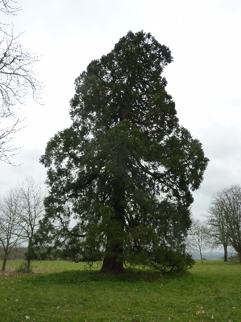 Séquoia géant à Mauves sur Loire Château de la Droitière