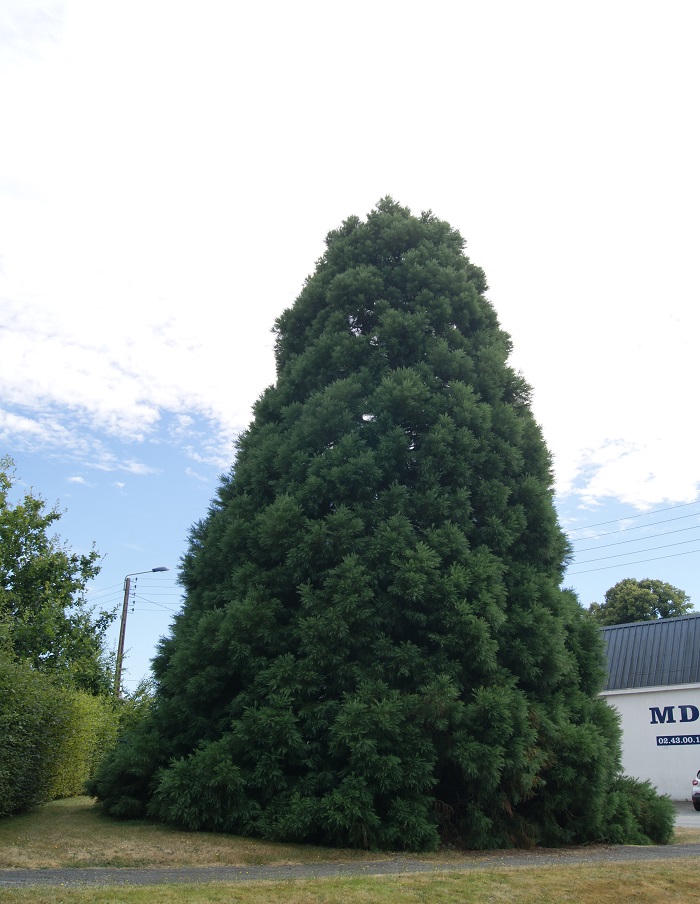 Séquoia géant à Mayenne