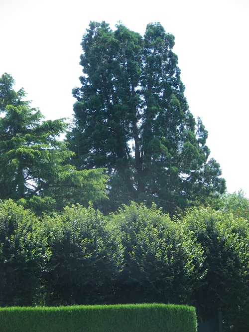 Séquoia géant à Ménil
