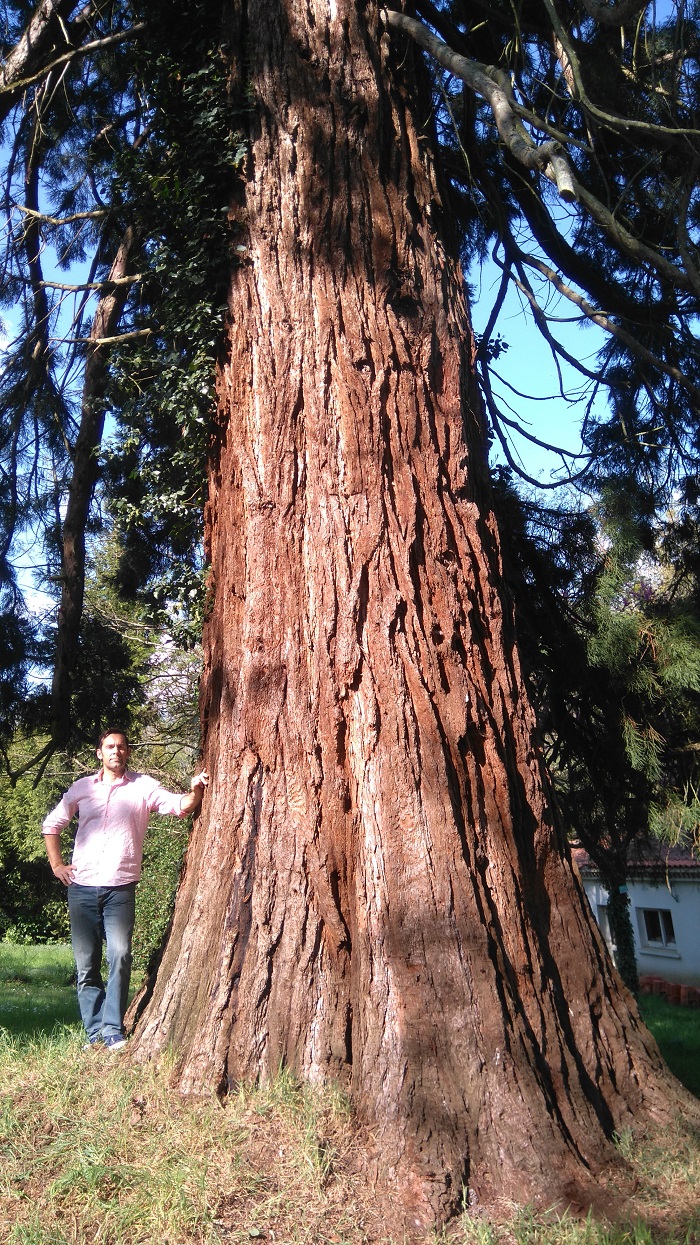 Séquoia géant à Mervent