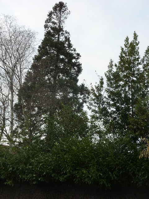 Séquoia géant rue de Diane à Nantes