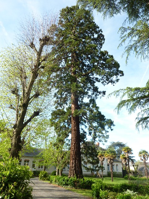 Séquoia géant à Nantes au lycée Livet