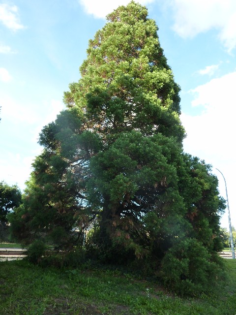 Séquoia géant à Nantes