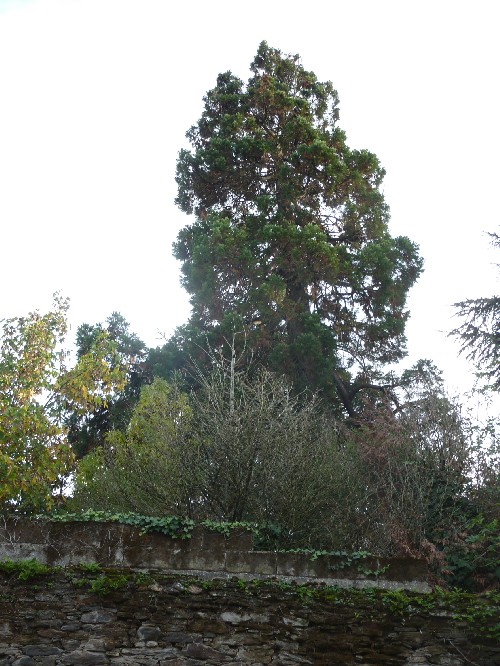 Séquoia géant à Nantes rue Paul Bellamy