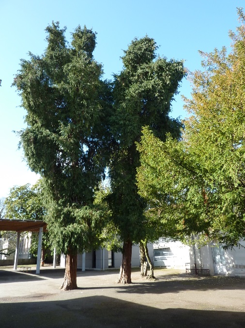 Séquoias géants à Nantes