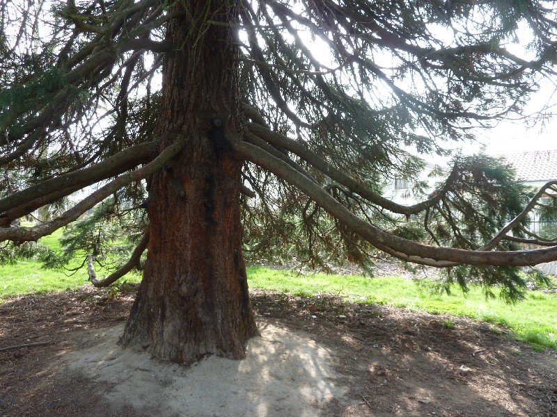 Séquoia géant de 2m92 de circonférence