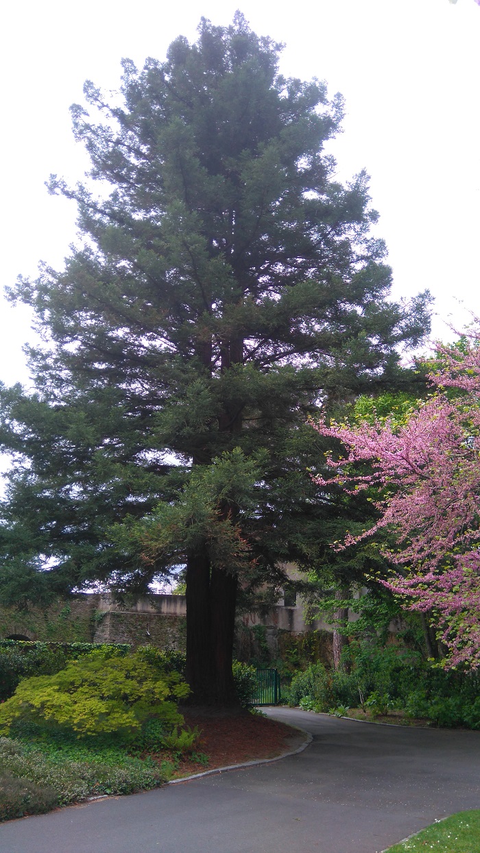 Séquoia sempervirens  à Rezé au parc de la Morinière