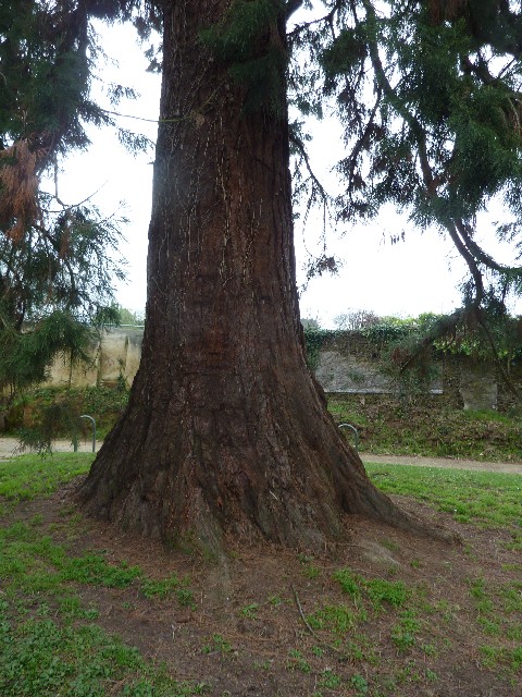 Séquoia géant à Rezé