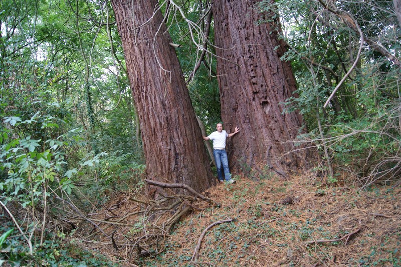 Séquoias géants au bord de la Loire à Saumur