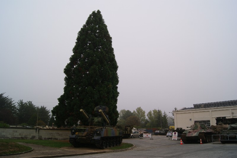 Séquoia géant au musée des blindés