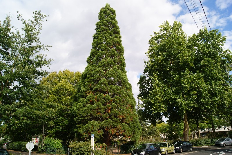 Séquoia géant au jardin public