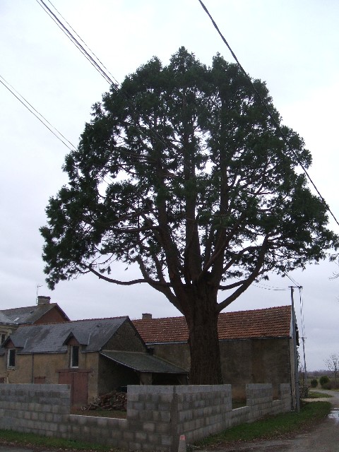 Séquoia géant à St-Georges-sur-Layon
