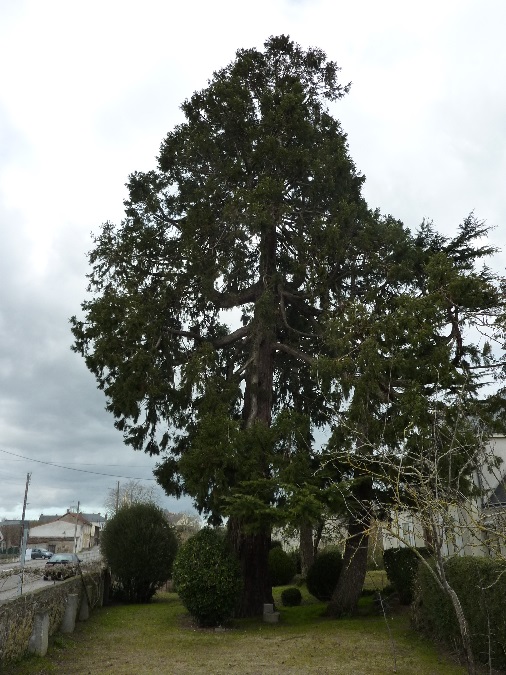 Séquoia géant à St géréon