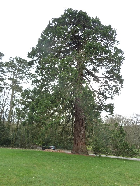 Séquoia géant au Château de la Gournerie